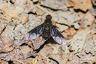Hemipenthes morio -common Bee-fly