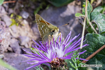 Hesperia comma