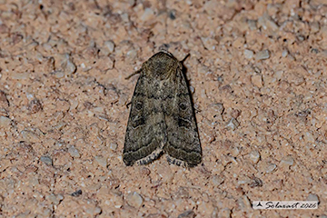 Hoplodrina ambigua; Vine's rustic
