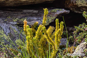 Lycopodiaceae - Huperzia selago