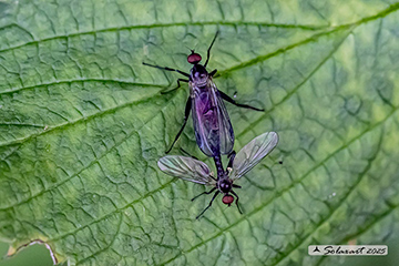 Hybos grossipes