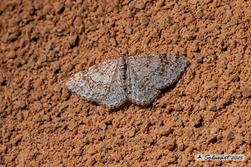 Hydrelia sylvata