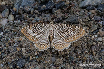 Hydria undulata