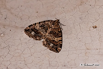 Hydriomena furcata
