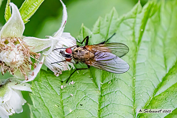 Hydrophoria lancifer