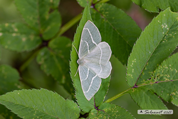 Hylaea fasciaria, Barred red