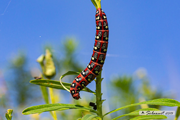 Hyles euphorbiae