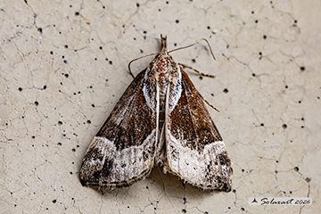 Hypena crassalis