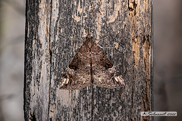 Hypena obsitalis