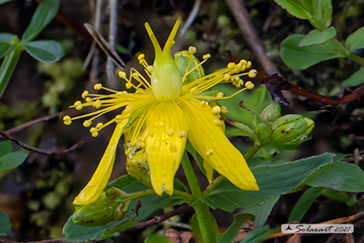 Hypericum perforatum - Erba di San Giovanni