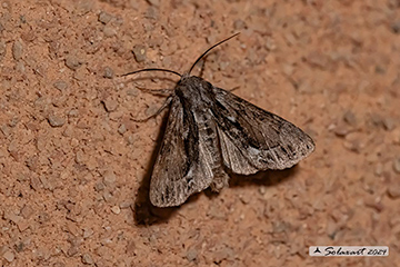 Hyppa rectilinea