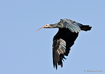 Southern Bald Ibis, Ibis calvo