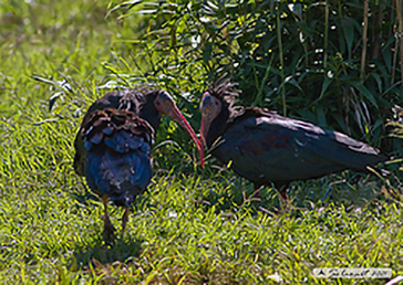 Northern Bald Ibis, Ibis eremita