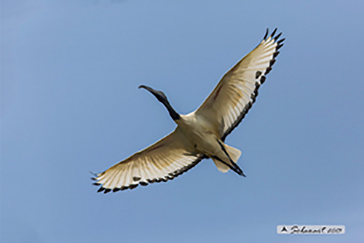 Threskiornis aethiopicus  - Ibis sacro 