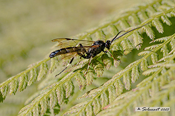 Ichneumon formosus