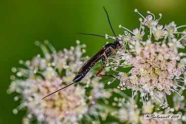 Hymenoptera, Ichneumonidae, Ichneumoninae, Pimpla sp