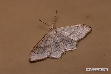 Idaea aversata