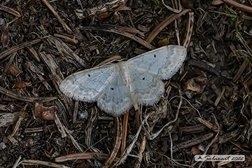 Idaea biselata
