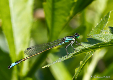 Ischnura elegans