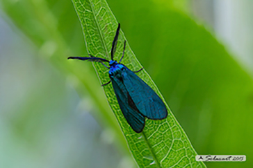 Jordanita globulariae