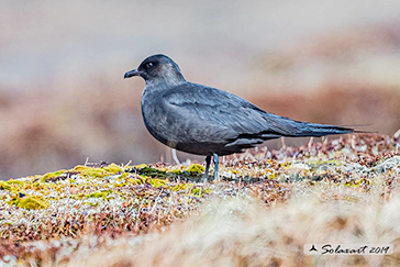 Labbo ; Stercorarius parasiticus; Parasitic jaeger