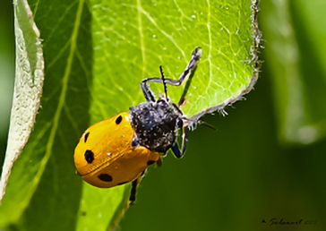 Lachnaia italica