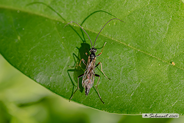 Lagarotis debitor