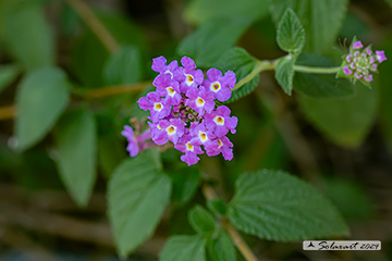 Lantana montevidensis