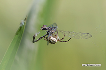 Larinioides, (cfr cornutus)