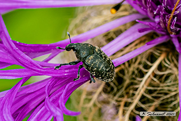 Larinus turbinatus
