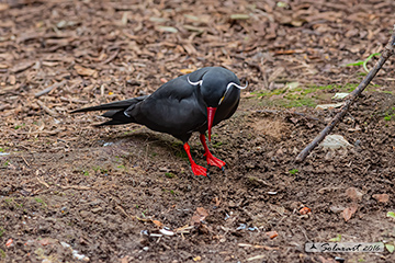 Larosterna inca; Inca tern