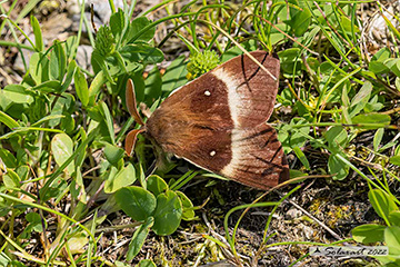 lasiocampidae Lasiocampa quercus