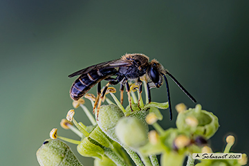 Lasioglossum sp