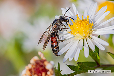 Lasioglossum nigripes