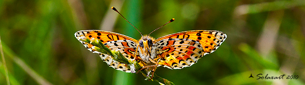 Odonata - Anisoptera