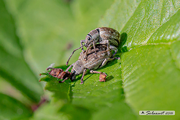 Phyllobius pyri