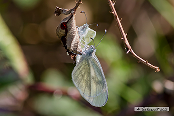 Leptidea sinapis - Pieride della senape - Wood white