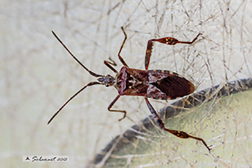 Leptoglossus occidentalis, Coreidae