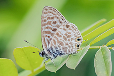 Leptotes  pirithous