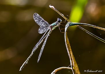 Lestes viridis