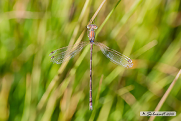 Lestes barbarus