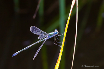 Lestes dryas