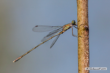 Lestes parvidens