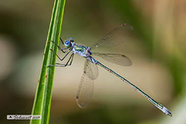 Lestes virens