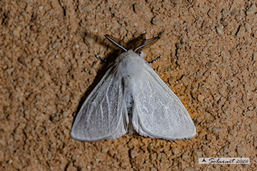 Leucoma salicis