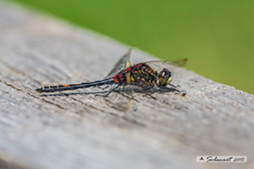 Leucorrhinia dubia