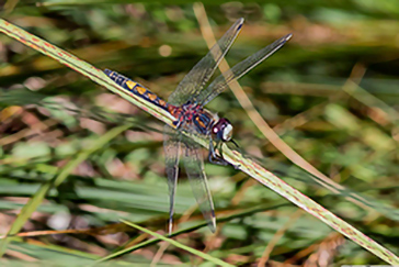 Leucorrhinia pectoralis