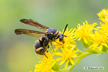 Leucospis sp