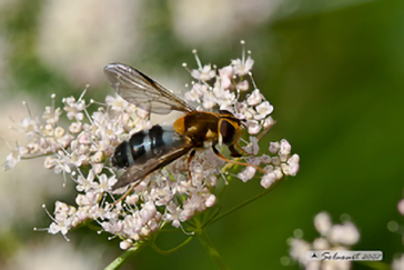 Diptera Syrphidae Leucozona glaucia