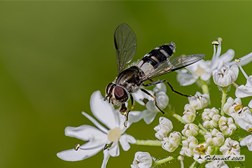 Diptera Syrphidae Leucozona lateraria